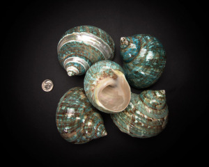 Blue Snail Whole Shell Rough