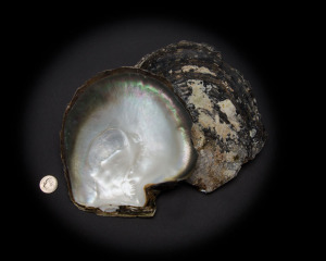 Black Mother of Pearl Whole Shell Rough