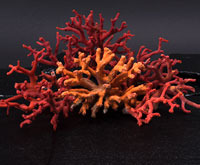 Coral Specimens