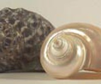 Pearl Shell/Green Snail