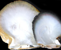 Pearl Shell/Mother of Pearl