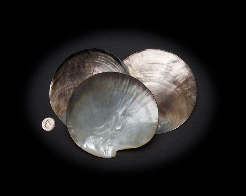 Black Mother of Pearl Whole Shell Polished