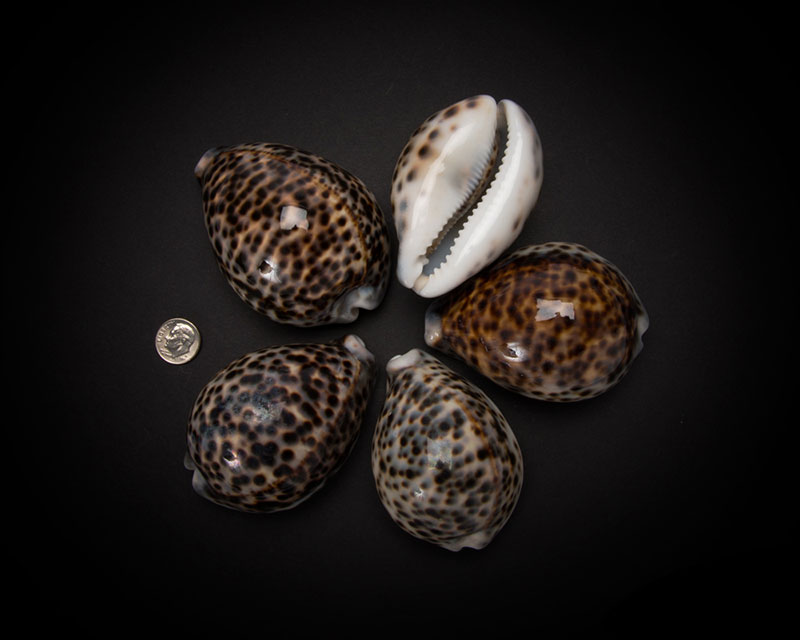 Spotted Cowry