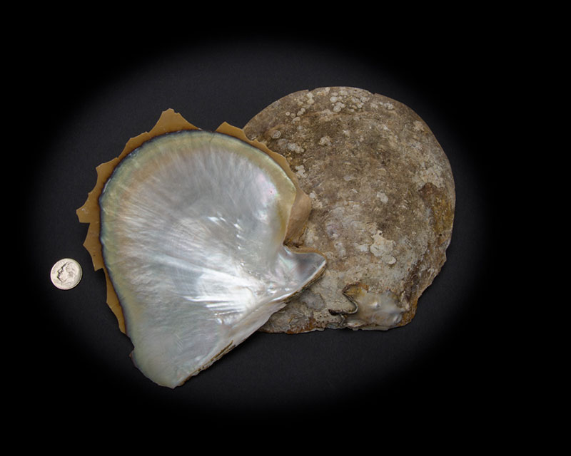 White Mother of Pearl Whole Shell Rough - Small