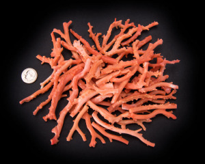 Rough Pacific Pink Coral - 4-8 mm