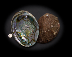 Green Abalone Whole Shell Rough