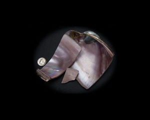 Pink Mussel Whole Shell Rough Second Quality