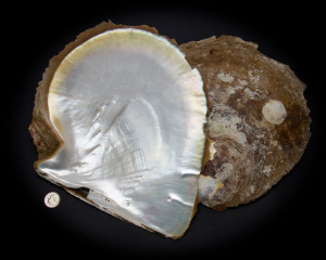 White Mother of Pearl Whole Shell Rough - Large