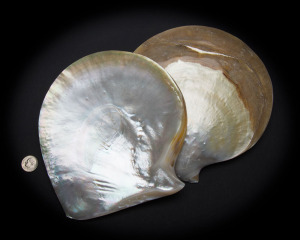 White Mother of Pearl Whole Shell Polished
