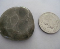 Fossil Coral (Petoskey Stone) 31.5 carats