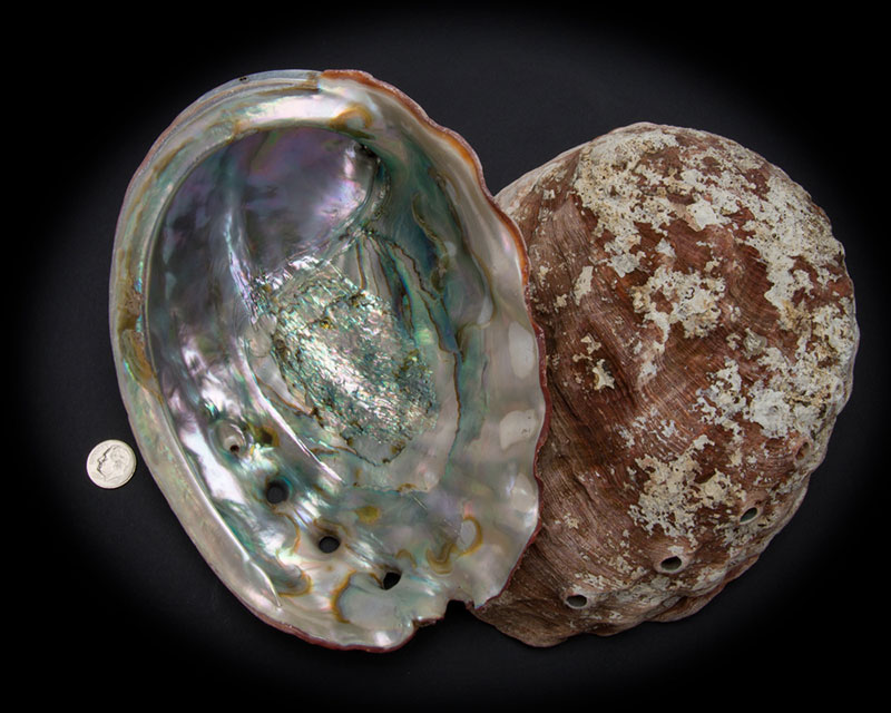 Red Abalone Whole Shell Rough