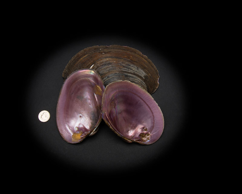 Pink Mussel Whole Shell Rough First Quality
