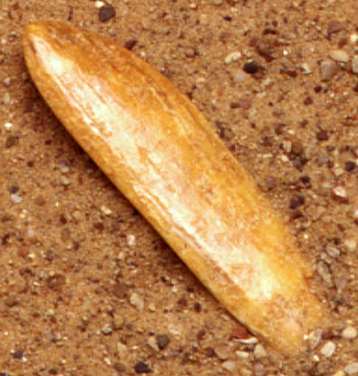 Fossil Ivory