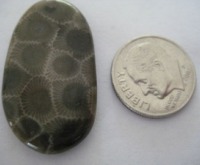 Fossil Coral (Petoskey Stone) 22.5 carats